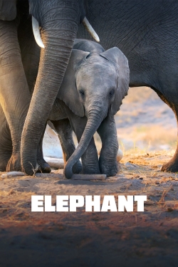 Watch Elephant movies free hd online